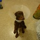 Mi pobre perro con un cono por el corte de orejitas XD